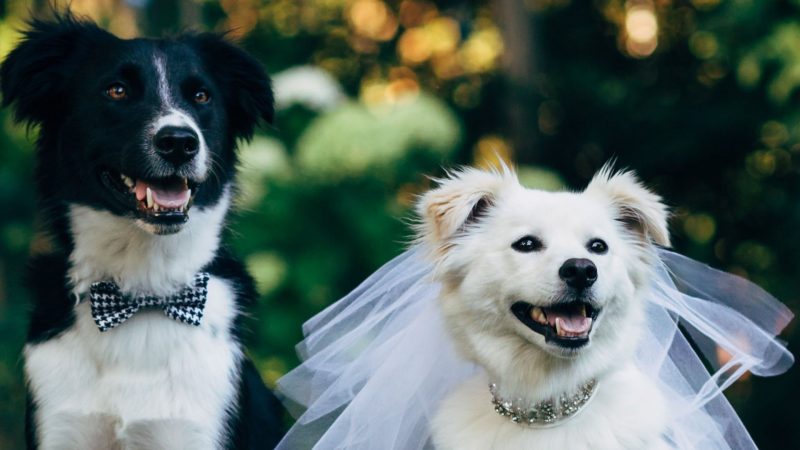 Dog wedding photos