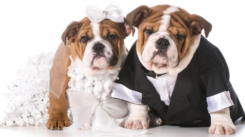 Dog wedding photos