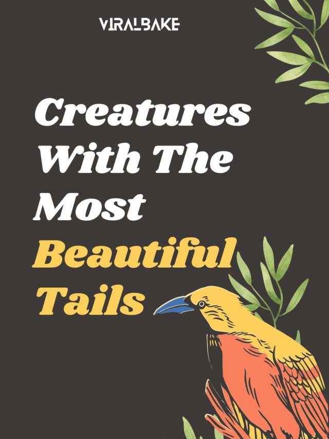 Creatures With The Most Beautiful Tails