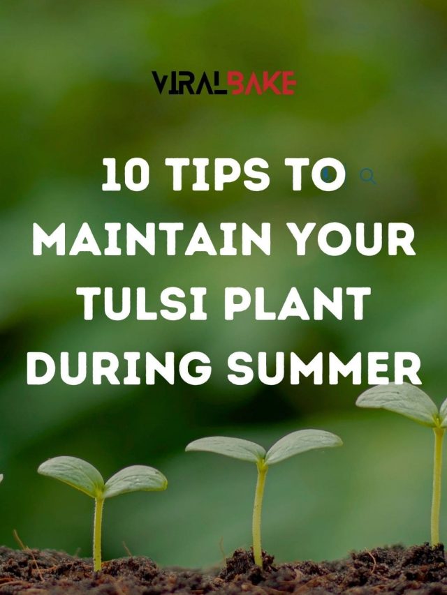 10 Tips to Maintain Your Tulsi Plant During Summer
